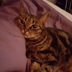 Antique, Vintage, Retro, Victorian, Elegant, Cute, Craft